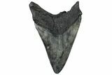 Fossil Megalodon Tooth - South Carolina #310022-1